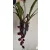 Cymbidium cascade sp. 1 - Csüngő cymbidium