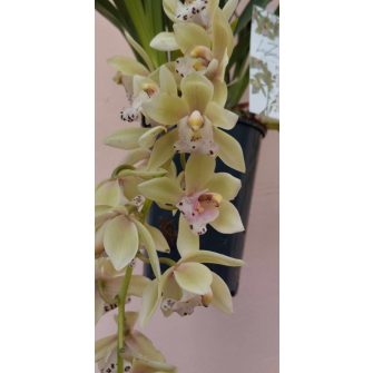 Cymbidium