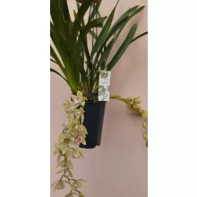 Cymbidium cascade Usko - Csüngő cymbidium