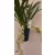 Cymbidium cascade Usko - Csüngő cymbidium