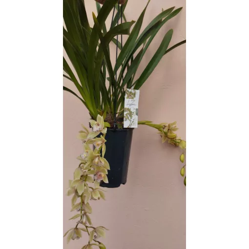 Cymbidium cascade Usko - Csüngő cymbidium