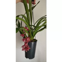 Cymbidium cascade Karina - Csüngő cymbidium