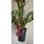 Cymbidium cascade Karina - Csüngő cymbidium