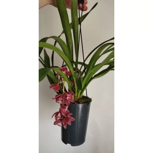 Cymbidium cascade Karina - Csüngő cymbidium