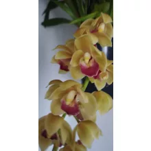 Cymbidium cascade Winny - Csüngő cymbidium