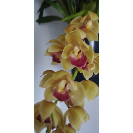 Cymbidium cascade Winny - Csüngő cymbidium