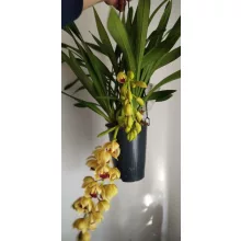 Cymbidium cascade Winny - Csüngő cymbidium