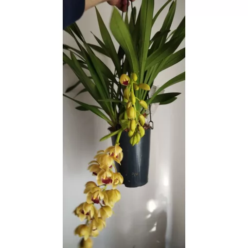 Cymbidium cascade Winny - Csüngő cymbidium