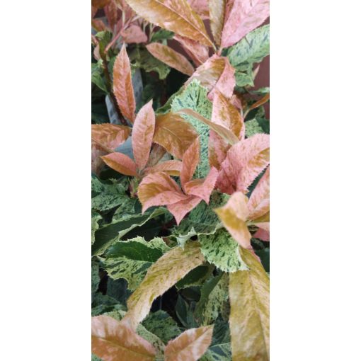 Photinia serratifolia Pink Crispy - Korallberkenye