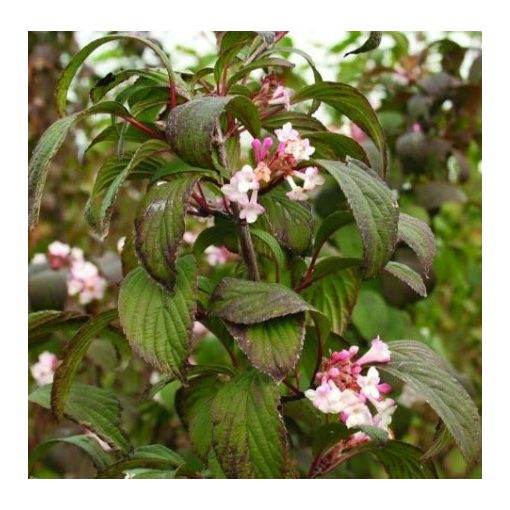 Viburnum bodnantense Charles Lamont - Kikeleti bangita