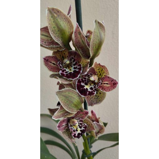 Cymbidium Magic Vogel - Csónakorchidea