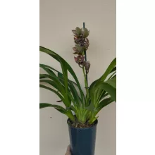 Cymbidium Magic Vogel - Csónakorchidea
