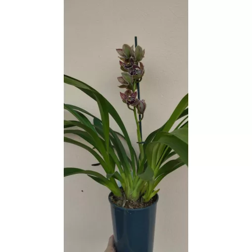 Cymbidium Magic Vogel - Csónakorchidea