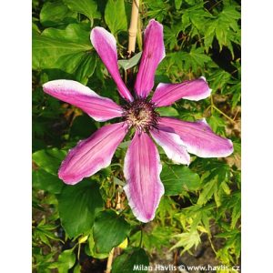 Clematis Pamina