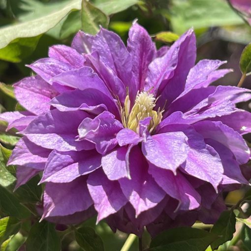 Clematis Rollercoaster