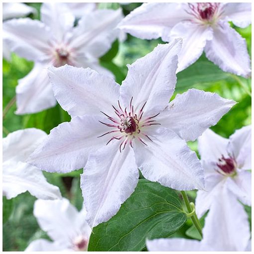 Clematis Snow Queen