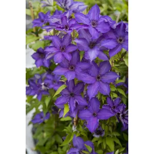 Clematis Viva La Vida