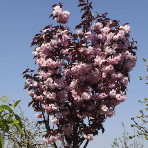Prunus serrata Royal Burgundy - Japán díszcseresznye