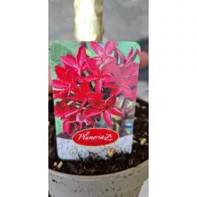 Plumeria rubra Red - Hawaii rózsa