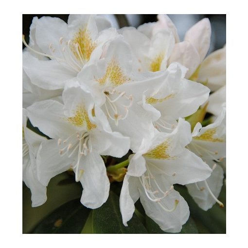 Rhododendron Cunningham White - Havasszépe