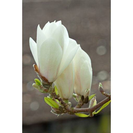 Magnolia x soulangeana Alba Superba - Liliomfa