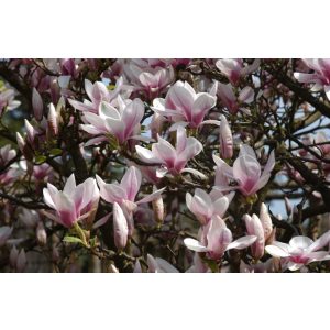 Magnolia x soulangeana - Liliomfa