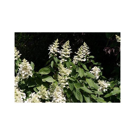 Hydrangea paniculata - Bugás hortenzia