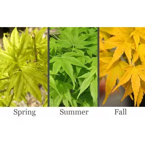 Acer palmatum Aoyagi (p19) - Japán juhar