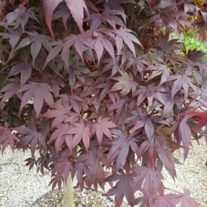 Acer palmatum Bloodgood (p29) - Japán juhar