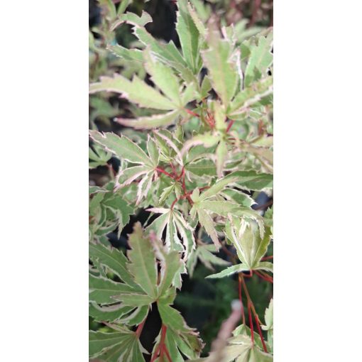 Acer palmatum Butterfly (p15) - Japán juhar