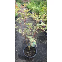 Acer palmatum Butterfly (p15) - Japán juhar