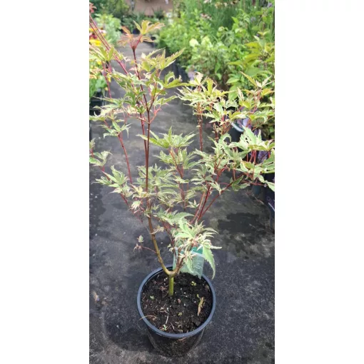 Acer palmatum Butterfly (p15) - Japán juhar