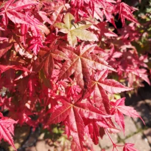 Acer palmatum Deshôjô (p19) - Japán juhar