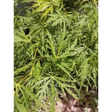 Acer palmatum Dissectum (p19) - Japán juhar