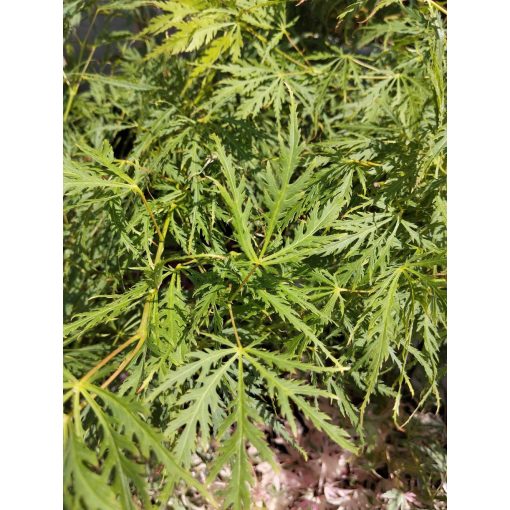 Acer palmatum Dissectum (p19) - Japán juhar