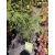 Acer palmatum Dissectum (p19) - Japán juhar