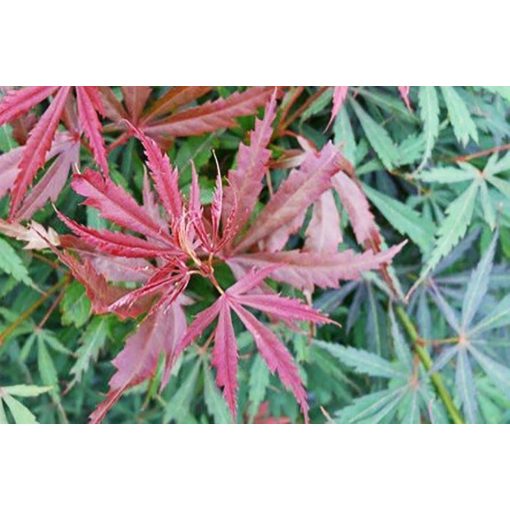 Acer palmatum Jerre Schwartz (p19) - Japán juhar