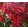 Acer palmatum Little Red (p19) - Japán juhar