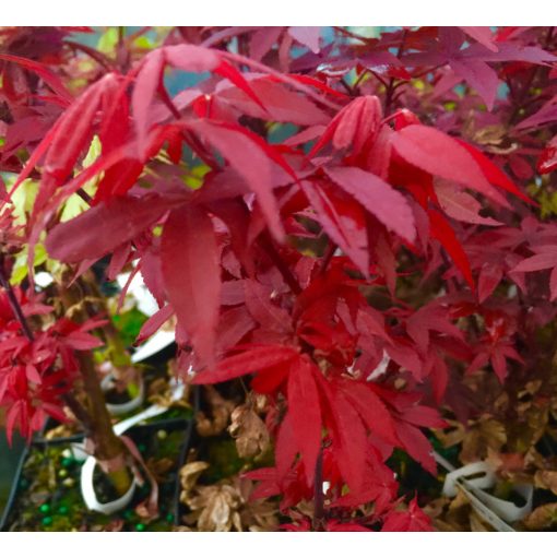 Acer palmatum Little Red (p19) - Japán juhar