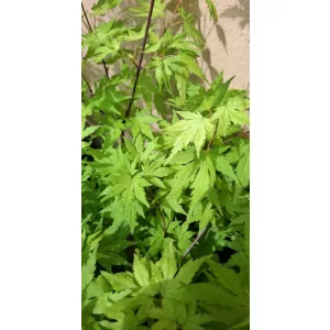 Acer palmatum Orange Dream (p15) - Japán juhar