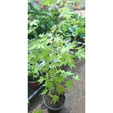 Acer palmatum Orange Dream (p15) - Japán juhar