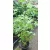 Acer palmatum Orange Dream (p15) - Japán juhar