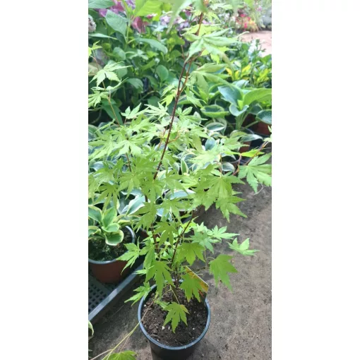 Acer palmatum Orange Dream (p15) - Japán juhar