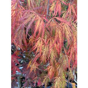 Acer palmatum Ornatum (p19) - Japán juhar