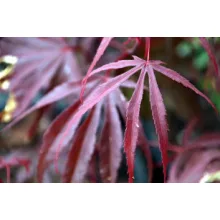 Acer palmatum Pevé Dave (p19) - Japán juhar