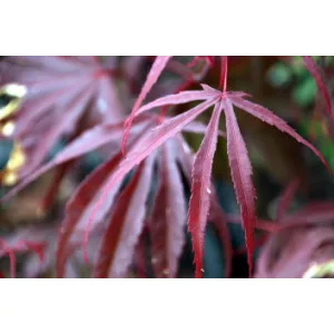 Acer palmatum Pevé Dave (p19) - Japán juhar