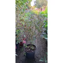 Acer palmatum Pevé Dave (p19) - Japán juhar