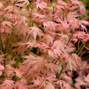 Acer palmatum Phoenix (p40) - Japán juhar