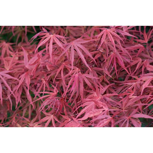 Acer palmatum Red Pygmy (p29) - Japán juhar