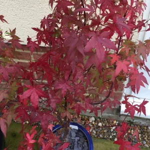 Acer palmatum Redwine (p19) - Japán juhar